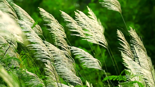 绿色草原本底的白草花在风中挥舞着绿草地背景视频
