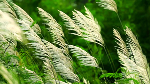 绿色草原本底的白草花在风中挥舞着绿草地背景20秒视频