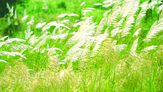绿色草原本底的白色花朵随风飘动视频