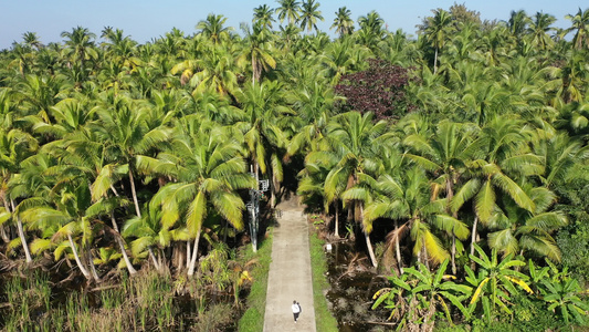 航拍海南文昌东郊椰林风景区成片椰树种植园视频