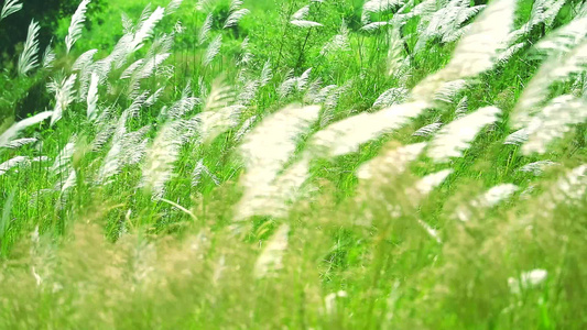 风吹过逆光的芦苇视频