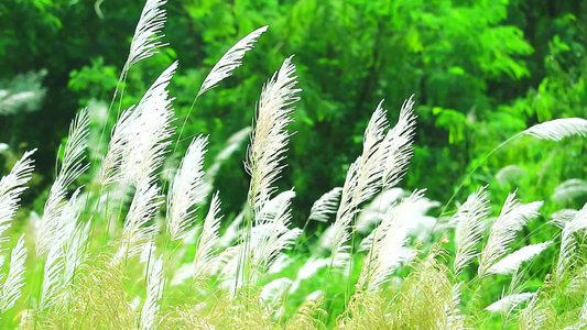 绿地背景的风向下挥舞着棕色花朵 绿色草原背景视频