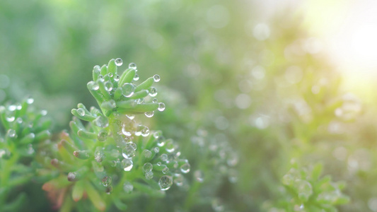 阳光唯美小清新微距水珠植物视频