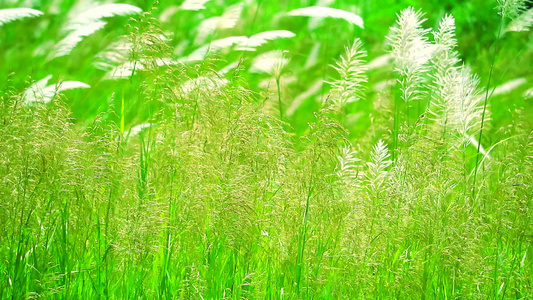 绿色草原本底的褐色花朵随风飘动视频