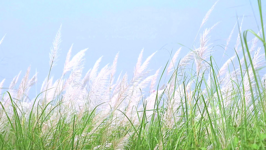 白草花在绿草甸蓝天背景中随风摆动视频
