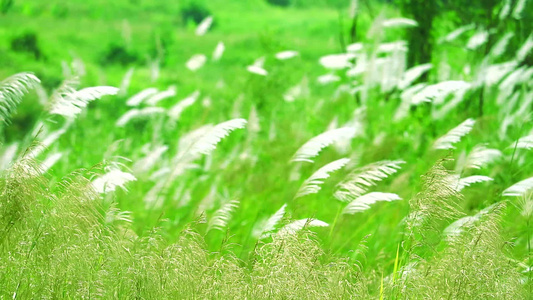 在绿草原背景下,横穿棕色花朵的绿色草原本底随风飘动视频