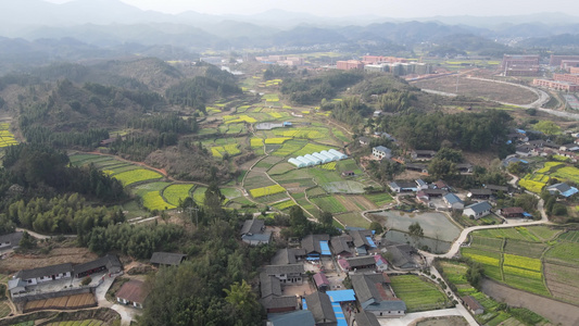 航拍春天油菜花盛开 视频