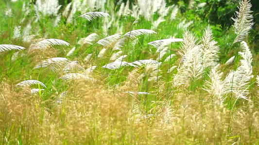 白棕竹草花在绿草地底的绿色草原上风摇荡1视频