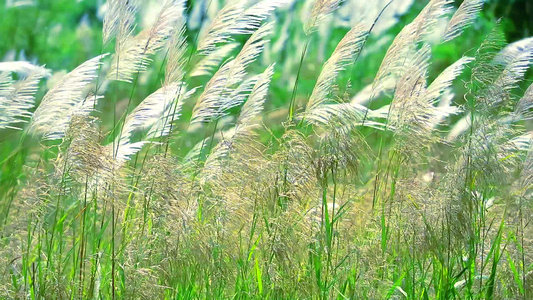 绿色草地背景视频
