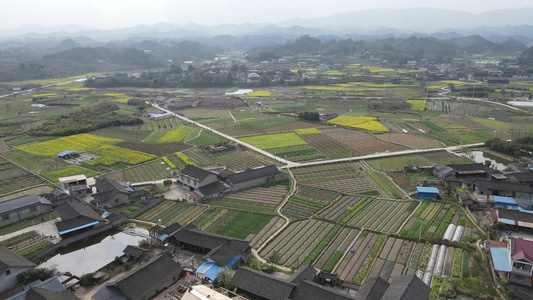 航拍春天油菜花盛开 视频