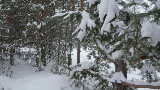 冬天的树木和树林里的雪视频