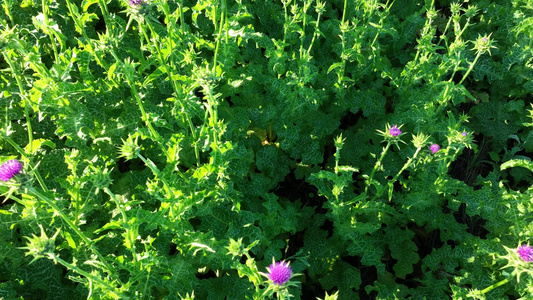 垦区农田中草药种植水飞蓟紫花视频