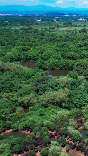 桂林会仙喀斯特国家湿地公园景区航拍航拍桂林59秒视频