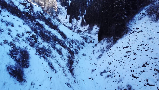 高高的森林树木和岩石在雪地峡谷里视频