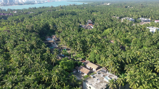 航拍海南文昌东郊椰林风景区成片椰树种植园视频