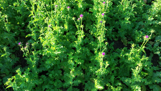 垦区农田中草药种植水飞蓟紫花视频