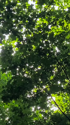 实拍夏日阳光穿过树林天然氧吧森林25秒视频