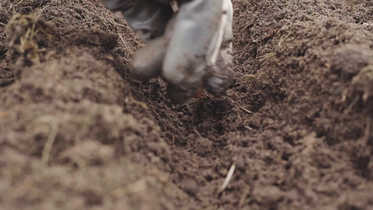 使用手套在地上种冬洋葱的过程,并用手套视频