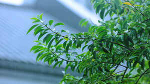 暴雨雨中的树叶植物24秒视频