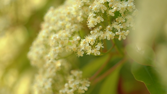 4k石楠花花卉特写视频