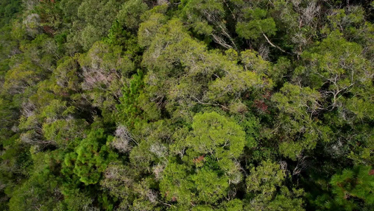 航拍山间树林景观视频