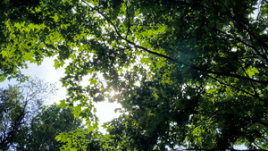 4K实拍夏日阳光穿过树林天然氧吧森林25秒视频