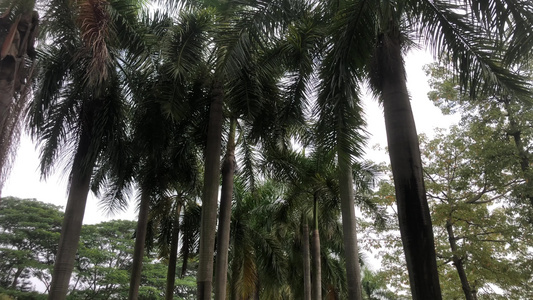 椰子树视频