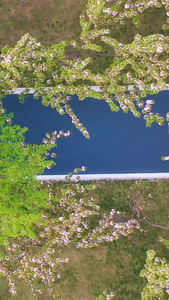 航拍武汉春天樱花季樱花树下视频