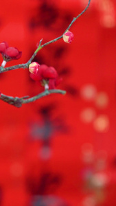 红红火火过新年树枝上的福袋红红火火过年视频