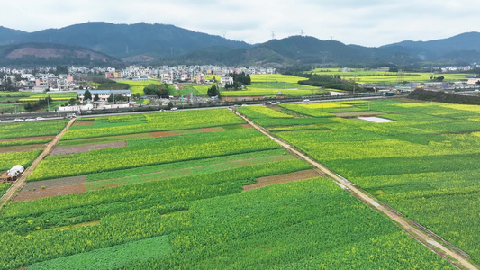 4K航拍 罗平油菜花视频