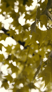 特写被风吹动的黄色枫叶秋老虎视频