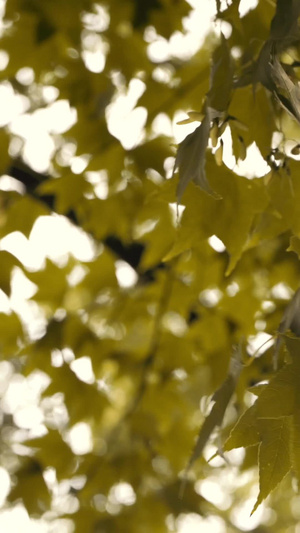 特写被风吹动的黄色枫叶秋老虎32秒视频