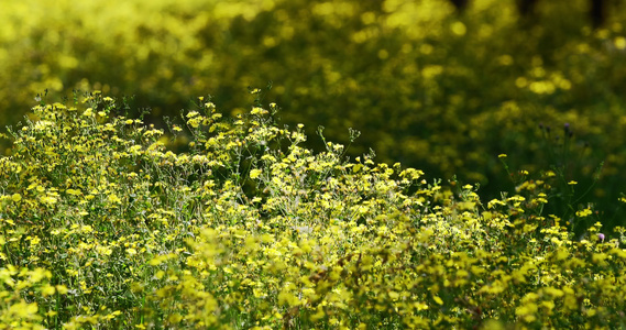 炎炎夏日盛开的野菊花夏天立夏自然户外植物黄花花群花丛视频