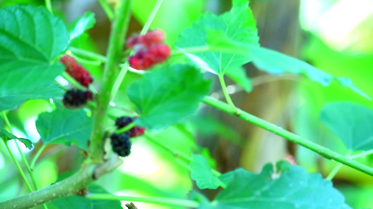 mulberry 树有助于减少血糖,滋养心脏,产生冷却效应,帮助消除热量和新鲜度视频