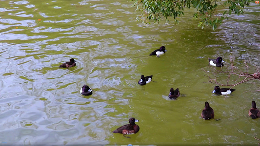 4K实拍生态公园扁嘴鸭视频