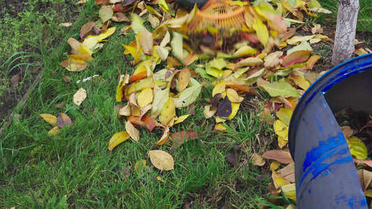 落下的黄树叶视频