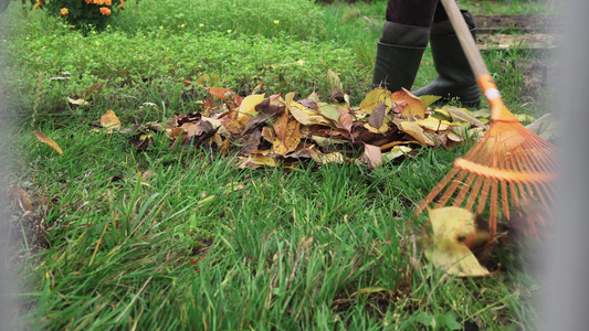 清扫秋天从草坪上爬出来 落下的黄树叶视频