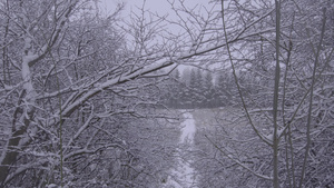 冬季在美丽的林地地区下雪6秒视频
