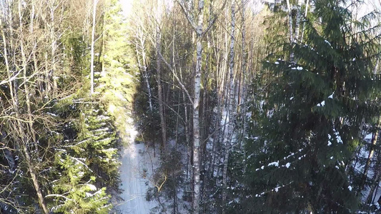 冬季森林的空中飞行场景视频
