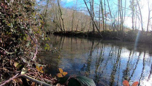 清凉的河流在树木之间,冬天视频