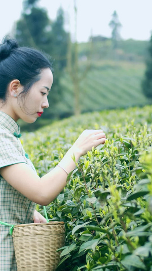 实拍茶园唯美采茶女视频素材春茶节30秒视频