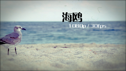 夏季旅行度假阳光沙滩相册片头宣传片视频