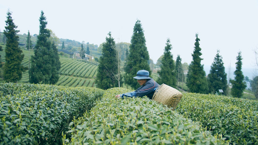 4K实拍茶园采茶的茶农老人视频素材视频