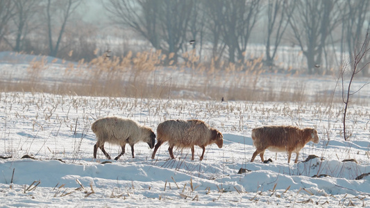 冬天雪地上吃草的羊群视频