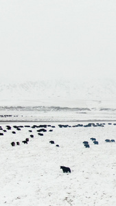 航拍雪中草原上的牦牛群红原县视频