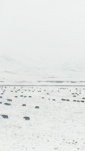 航拍雪中草原上的牦牛群红原大草原视频