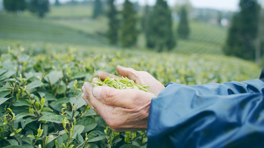 4K实拍茶园采茶的茶农老人手捧茶叶视频素材[茶工]视频