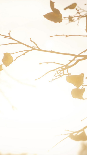 秋天逆光夕阳下的枯黄落叶的树枝空镜头12秒视频