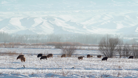 冬天雪地上吃草的羊群视频