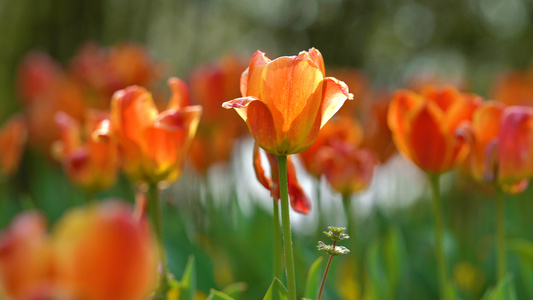 4k春天里的郁金香花视频